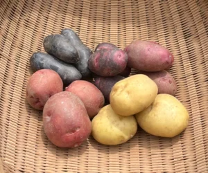 ジャガイモ5種食べ比べ