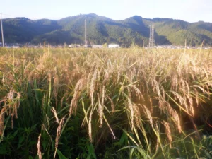 お米